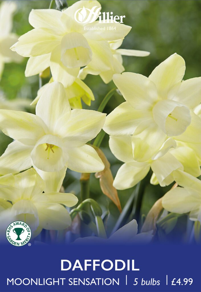 Daffodil Moonlight Sensation Bulbs 8718641971161 2